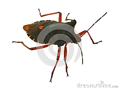 Hemiptera bug Stock Photo