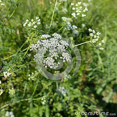 Hemlock flowering in a meadow Stock Photo