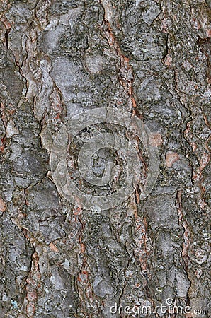 Hemlock tree bark background Stock Photo