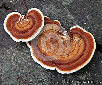 Hemlock Varnish Shelf / Ganoderma tsugae Stock Photo