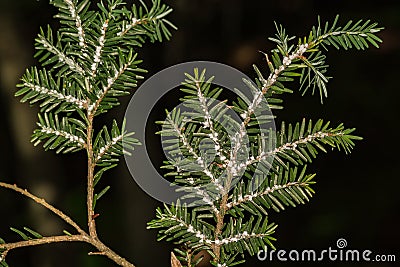 Hemlock Woolly Adelgid Stock Photo