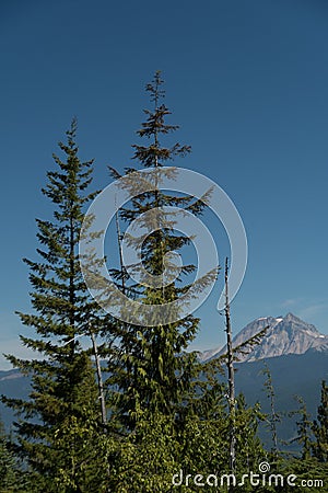 Hemlocks at Squamish viewpoint with Mt Sedqwick in the background Stock Photo