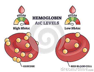 Hemoglobin A1C test levels with red blood cell and glucose outline diagram Vector Illustration