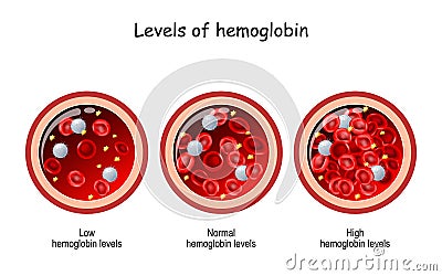Hemoglobin level. Cross section of blood vessel with red blood cells Vector Illustration