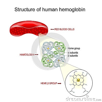 Hemoglobin structure Vector Illustration