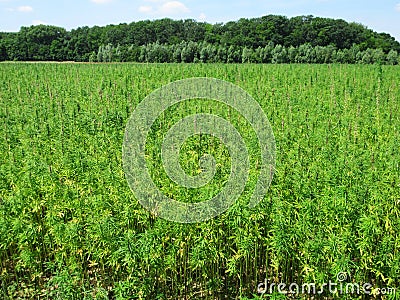 Hemp field Stock Photo