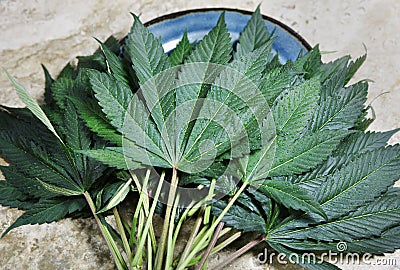 Hemp leaves contrasting with a blue plate Stock Photo