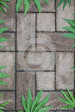 Hemp leaves on a structured stone floor Stock Photo
