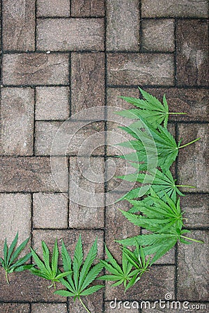 Hemp leaves on a structured stone floor Stock Photo