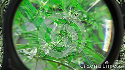 hemp plant in enlarged form through a round black magnifying glass, Stock Photo