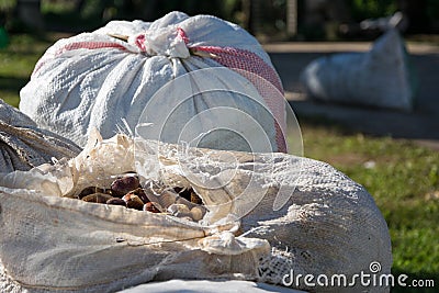 Hemp sacks full of harvest chestnuts accumulated on the ground Stock Photo