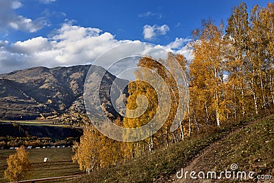 Blue sky, white clouds and birch forest in Hemu Village, Kanas, Northern Xinjiang Stock Photo