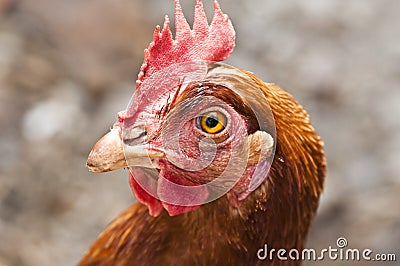 Hen Stock Photo