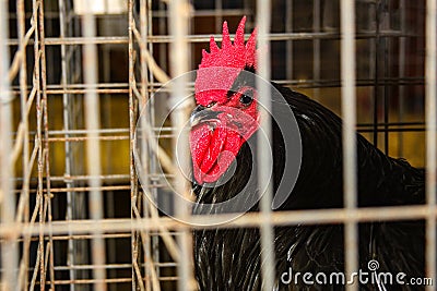 Chicken hen face closeup farm Stock Photo