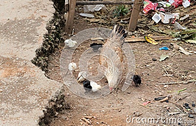 Hen with chicken in Madagascar, Africa Stock Photo