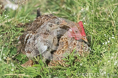 Hen and chicken, babies Stock Photo