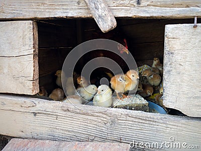 A hen with chickens in a small wooden chicken coop takes care of the litter Stock Photo