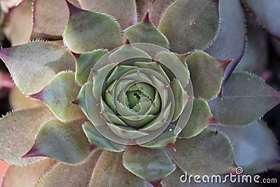 Common houseleek Sempervivum tectorum, rosette of leaves Stock Photo