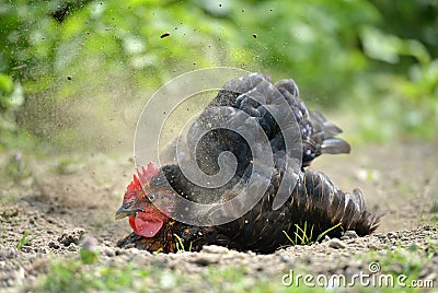 Hen dust bath Stock Photo