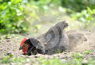 Hen dust bath Stock Photo