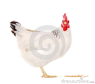 Hen eating wheat Stock Photo