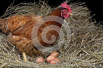 Hen eggs four Stock Photo