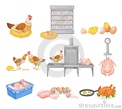 Hen Eggs Incubator and Dressed Chicken Vector Illustration Vector Illustration
