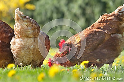 Hen in the farm Stock Photo