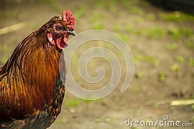 Hen in farm yard setting Stock Photo