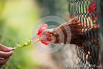 Hen in a farmyard Stock Photo