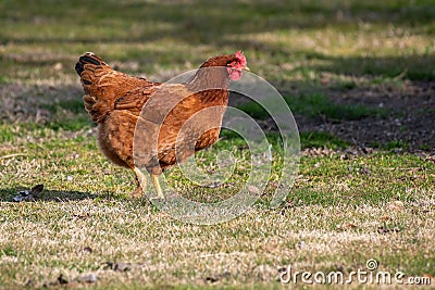 Hen in a farmyard Gallus gallus domesticus Stock Photo