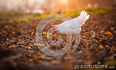 Hen in a farmyard Stock Photo