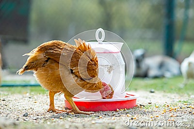 Hen feed on traditional rural barnyard. Close up of chicken standing on barn yard with bird feeder. Free range poultry farming Stock Photo