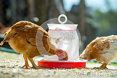 Hen feed on traditional rural barnyard. Close up of chicken standing on barn yard with bird feeder. Free range poultry farming Stock Photo