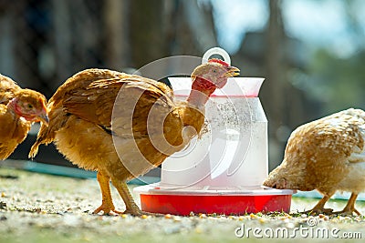 Hen feed on traditional rural barnyard. Close up of chicken standing on barn yard with bird feeder. Free range poultry farming Stock Photo