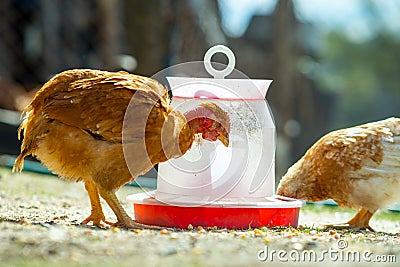 Hen feed on traditional rural barnyard. Close up of chicken standing on barn yard with bird feeder. Free range poultry farming Stock Photo