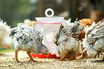 Hen feed on traditional rural barnyard. Close up of chicken standing on barn yard with bird feeder. Free range poultry farming Stock Photo