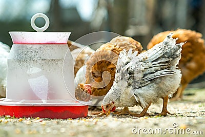 Hen feed on traditional rural barnyard. Close up of chicken standing on barn yard with bird feeder. Free range poultry farming Stock Photo