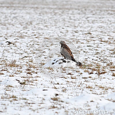 Hen harrier Stock Photo