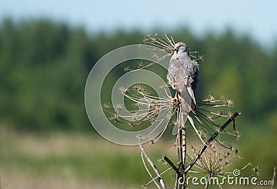 Hen harrier sitting on the hogweed Stock Photo