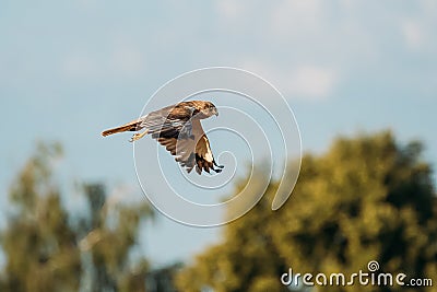 The Hen Harrier Or Circus Cyaneus Wild Bird Flies In Blue Sky In Belarus Stock Photo