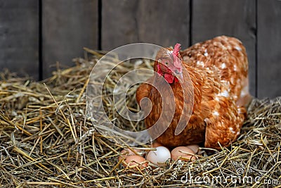 hen hatching eggs in nest of straw inside a wooden chicken coop Stock Photo