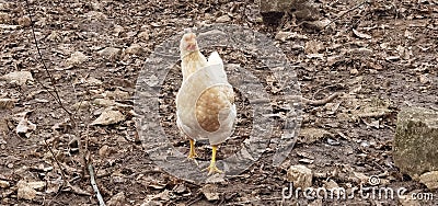 Hen hens chickens outdoor rocks mountain Stock Photo