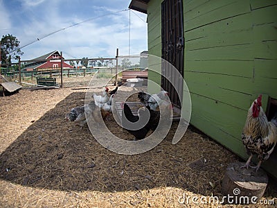 Hen house at a historic farm Stock Photo