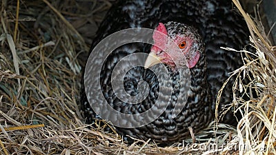 Hen incubating eggs in the straw in the coop Stock Photo