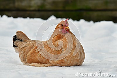 Hen lie resting on snow in wintery landscape. Stock Photo