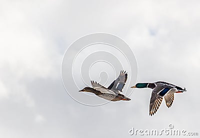 Hen & Mature drake mallard in flight against a white sky Stock Photo