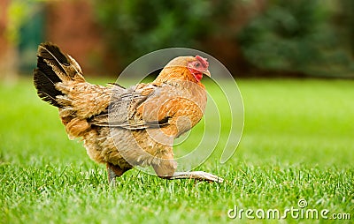 Hen on the move Stock Photo