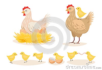 Hen in Nest, Chicken with Eggs and Little Chicks, Poultry Farm Female Domestic Birds, Farming Production, Agriculture Vector Illustration