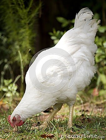 Hen pecking Stock Photo